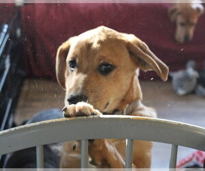 Simon - ADOPTION PENDING!!! - Male Boxer-Unknown Mix Dog for Adoption - Photo #7