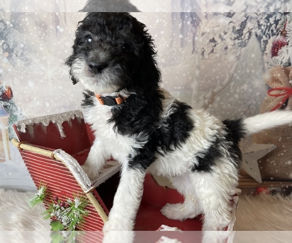 Medium Photo #10 Poodle (Standard) Puppy For Sale in CONCORD, NC, USA