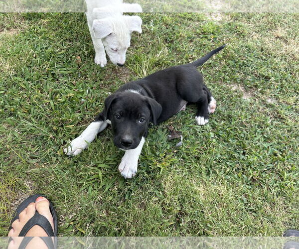 Medium Photo #2 Labrador Retriever-Unknown Mix Puppy For Sale in Garner, NC, USA