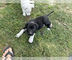 Small #1 Labrador Retriever Mix