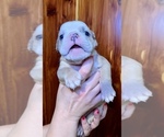 Small Photo #13 Bulldog Puppy For Sale in GREERS FERRY, AR, USA