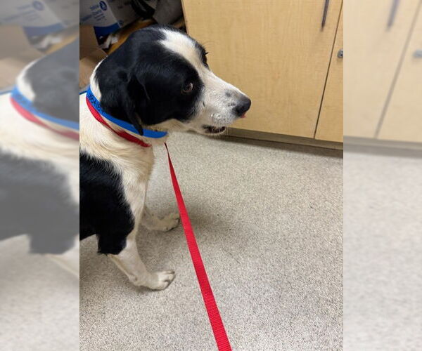 Medium Photo #1 Border Collie-Unknown Mix Puppy For Sale in Riverside, CA, USA