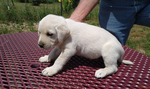 Medium Photo #1 Labrador Retriever Puppy For Sale in TERRE HAUTE, IN, USA