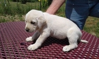 Small Photo #1 Labrador Retriever Puppy For Sale in TERRE HAUTE, IN, USA
