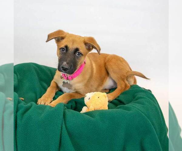 Medium Photo #3 Mutt Puppy For Sale in Kennesaw, GA, USA