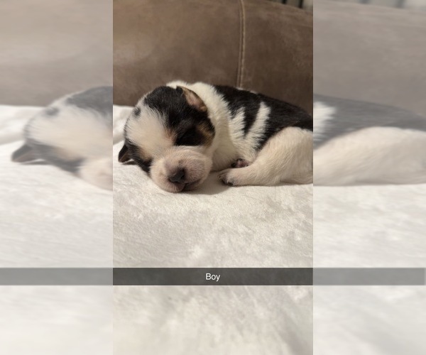 Medium Photo #7 Australian Cattle Dog-Beagle Mix Puppy For Sale in BECKHAMVILLE, SC, USA