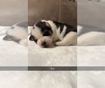 Small #6 Australian Cattle Dog-Beagle Mix