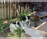Small #3 Border Collie Mix