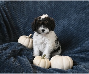 Cavapoo Puppy for sale in SUGARCREEK, OH, USA