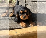 Image preview for Ad Listing. Nickname: Albert