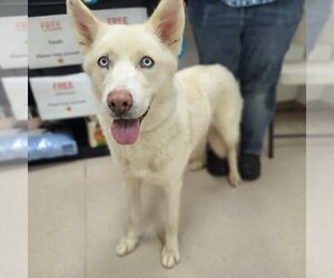 Siberian Husky-Unknown Mix Dogs for adoption in Long Beach, CA, USA