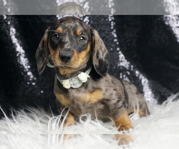 Medium Photo #8 Dachshund Puppy For Sale in WARSAW, IN, USA
