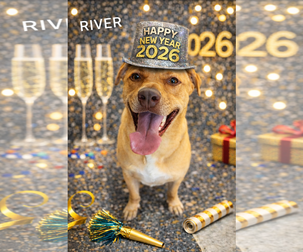 Medium Photo #2 Labrador Retriever-Rhodesian Ridgeback Mix Puppy For Sale in McDonough, GA, USA