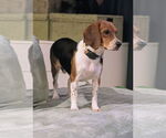 Small #3 Beagle