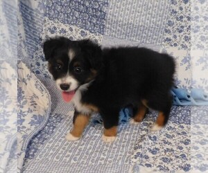 Miniature Australian Shepherd Puppy for sale in HARRISON, OH, USA