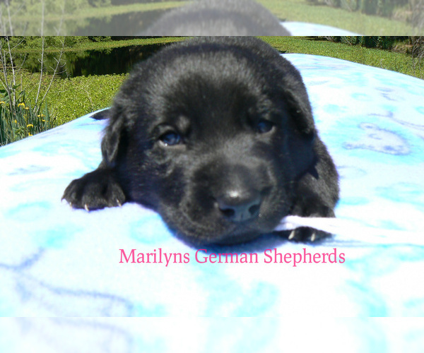 Medium Photo #5 German Shepherd Dog Puppy For Sale in PIEDMONT, MO, USA