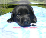 Small #4 German Shepherd Dog