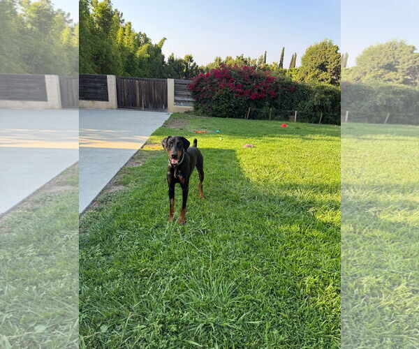 Medium Photo #7 Doberman Pinscher Puppy For Sale in Buffalo, MN, USA