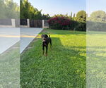 Small #6 Doberman Pinscher