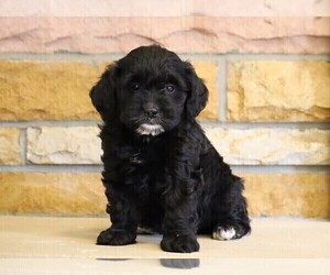 English Cream Golden Retriever-Poodle (Miniature) Mix Puppy for sale in FREDERICKSBG, OH, USA
