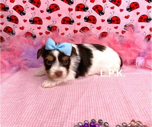 Yorkshire Terrier Puppy for sale in WINNSBORO, LA, USA