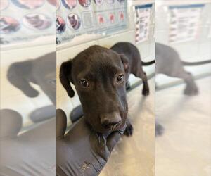 Labrador Retriever-Unknown Mix Dogs for adoption in Corpus Christi, TX, USA