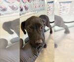 Small Labrador Retriever Mix