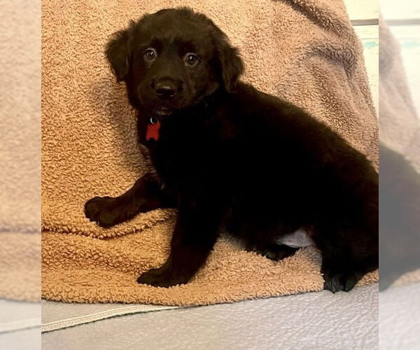 Medium Photo #2 Labrador Retriever-Unknown Mix Puppy For Sale in Rockaway, NJ, USA