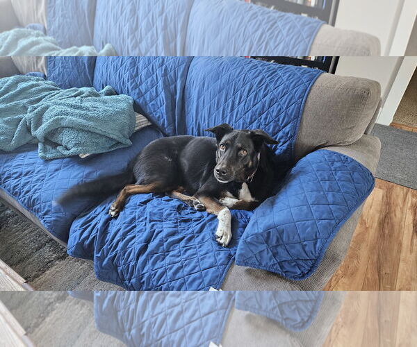 Medium Photo #2 Shepradors Puppy For Sale in Boise, ID, USA