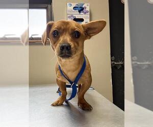 Chiweenie Dogs for adoption in Redlands, CA, USA