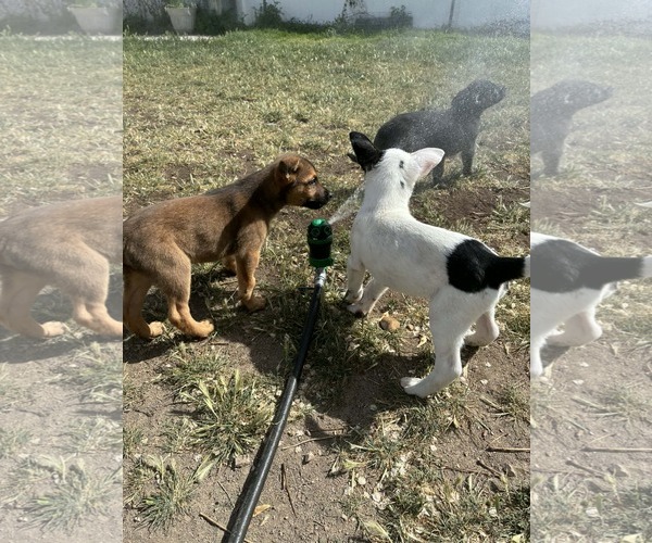 Medium Photo #2 Mutt Puppy For Sale in Sandy, UT, USA