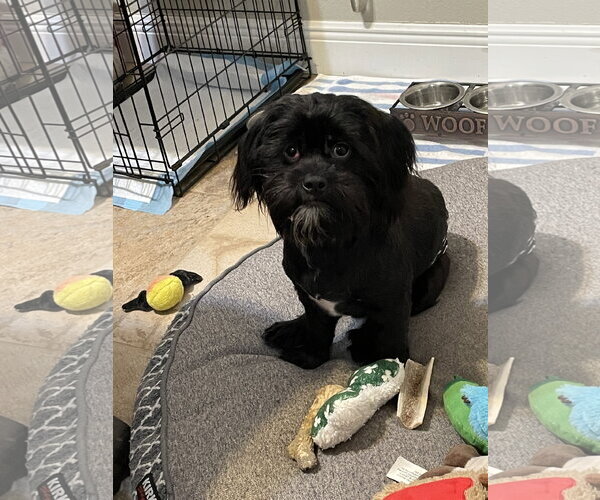 Medium Photo #4 Shih Tzu-Unknown Mix Puppy For Sale in Valrico, FL, USA