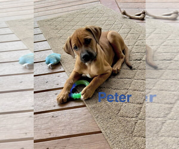 Medium Photo #2 Bulldog-Doberman Pinscher Mix Puppy For Sale in Springdale, PA, USA
