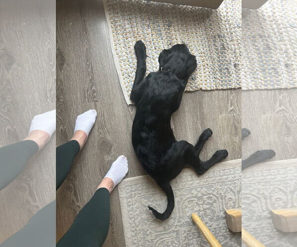 Medium Photo #14 Labrador Retriever-Unknown Mix Puppy For Sale in Sandy, UT, USA