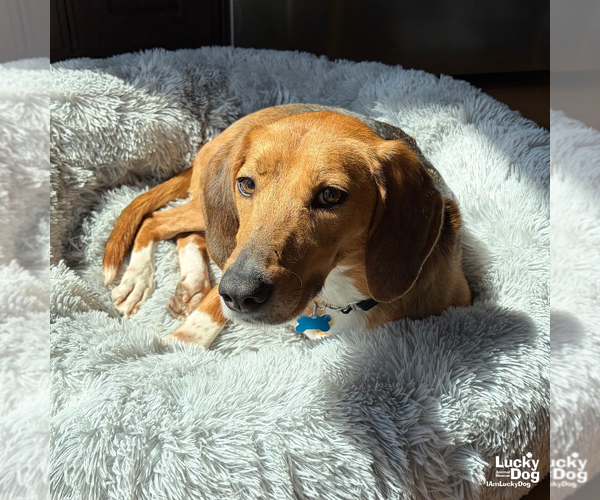 Medium Photo #12 Treeing Walker Coonhound-Unknown Mix Puppy For Sale in Washington, DC, USA