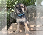 Small #3 Schnoodle (Miniature)
