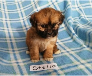 Poo-Shi Puppy for sale in CLARKRANGE, TN, USA