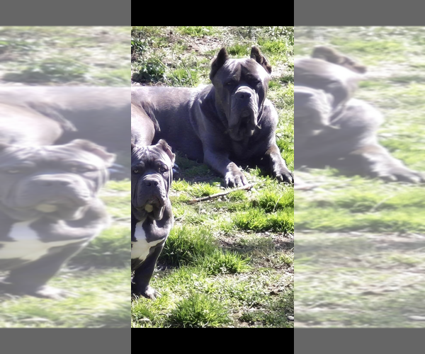 Medium Photo #1 Cane Corso Puppy For Sale in GAFFNEY, SC, USA