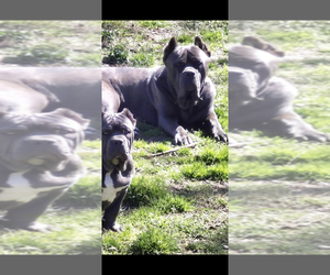 Father of the Cane Corso puppies born on 05/12/2026
