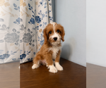 Small #20 Cavapoo (Miniature)