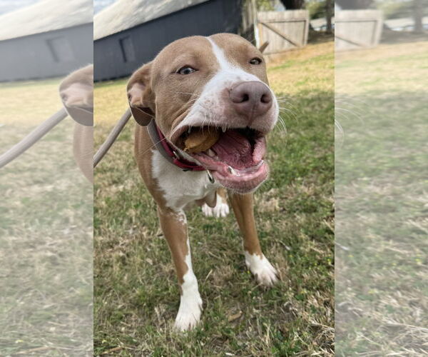 Medium Photo #3 Mutt Puppy For Sale in Sanford, FL, USA