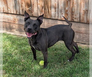 Staffordshire Bull Terrier-Unknown Mix Dogs for adoption in Plano, TX, USA