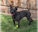 Small Staffordshire Bull Terrier Mix
