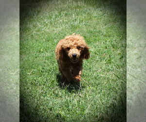 Mother of the Poodle (Toy) puppies born on 07/05/2025