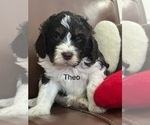 Puppy Theo Springerdoodle