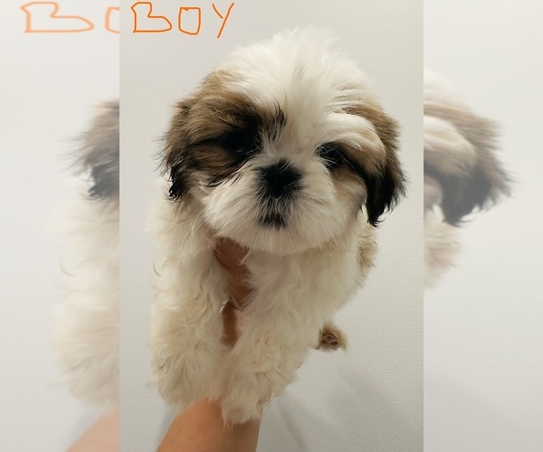 Medium Photo #1 Shih Tzu Puppy For Sale in KNOXVILLE, TN, USA