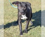 Small #1 American Staffordshire Terrier-Boxer Mix