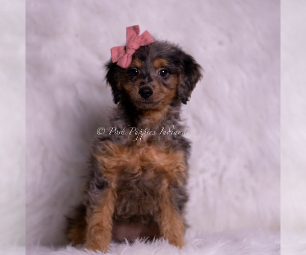 Medium Photo #48 Goldendoodle (Miniature) Puppy For Sale in WARSAW, IN, USA