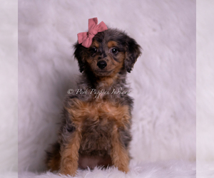 Medium Goldendoodle (Miniature)