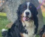 Small #5 Bernese Mountain Dog